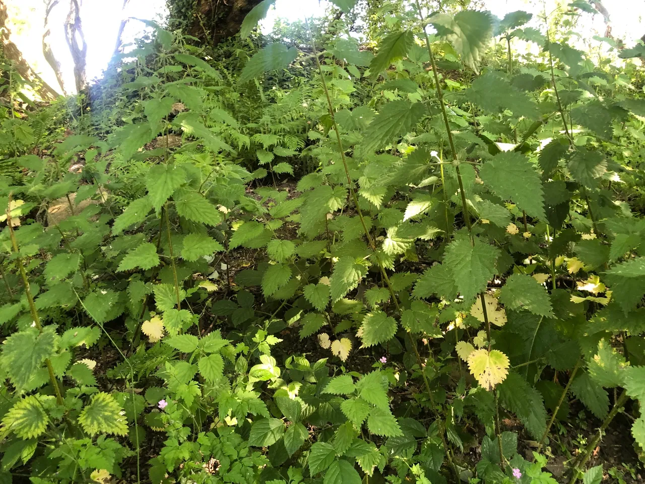 Nettle Tea: Benefits, How to Make It, and When to Drink It